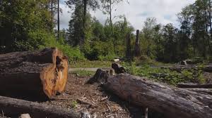 Sierra Madre, CA Tree Removal Company