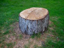 How Our Tree Care Process Works  in  Sierra Madre, CA