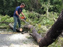 Best Seasonal Cleanup (Spring/Fall)  in Sierra Madre, CA