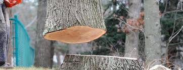 Best Arborist Consultation Services  in Sierra Madre, CA