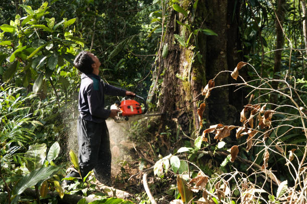 Best Tree and Shrub Care  in Sierra Madre, CA