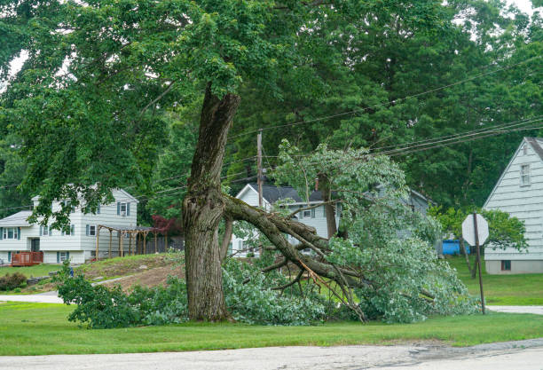 Best Tree Maintenance Programs  in Sierra Madre, CA