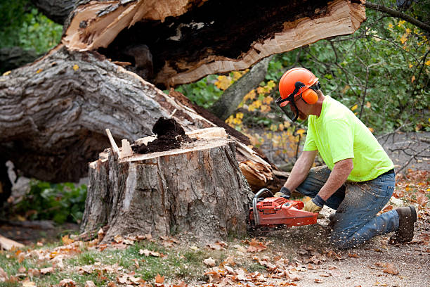 Best Pest Control for Lawns  in Sierra Madre, CA