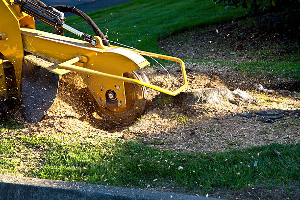 Best Leaf Removal  in Sierra Madre, CA