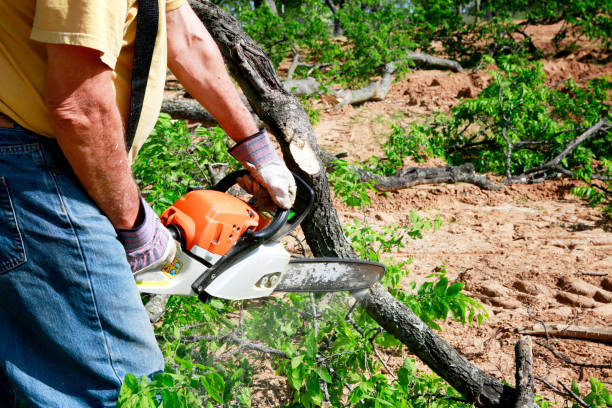 Best Fruit Tree Pruning  in Sierra Madre, CA